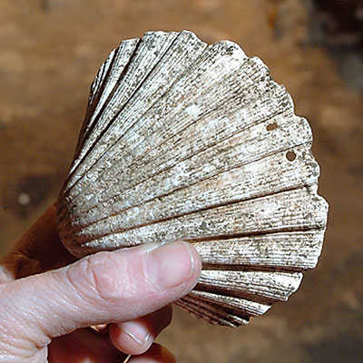 ARCH0054-SCALLOP-SHELL